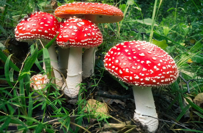 Things to know deeply about magic mushroom
